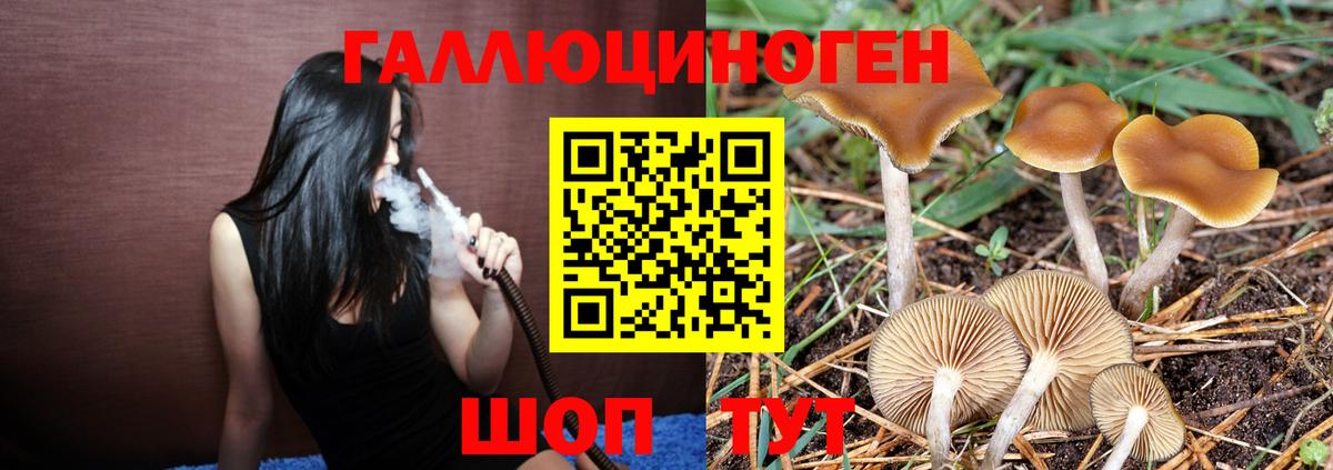 Галлюциногенные грибы Psilocybine cubensis  Вход с VPN  закладка  Холмск 